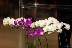IWG_2022_06_25_0515