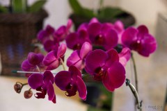 IWG_2022_06_25_0555